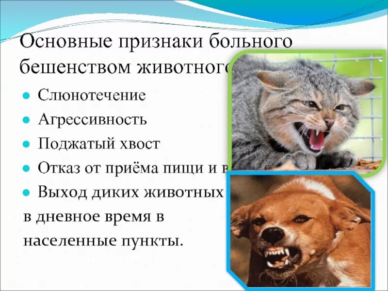 Бешенство у животных симптомы. Презентация на тему бешенство животных. Признаки бешенства после укуса кошки