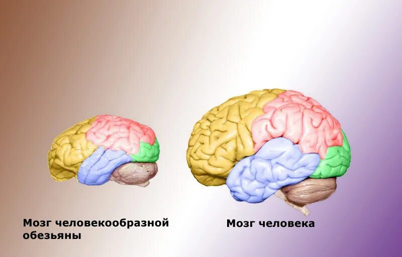 Какой мозг у приматов. Мозг человека и человекообразной обезьяны. Головной мозг приматов. Головной мозг шимпанзе.