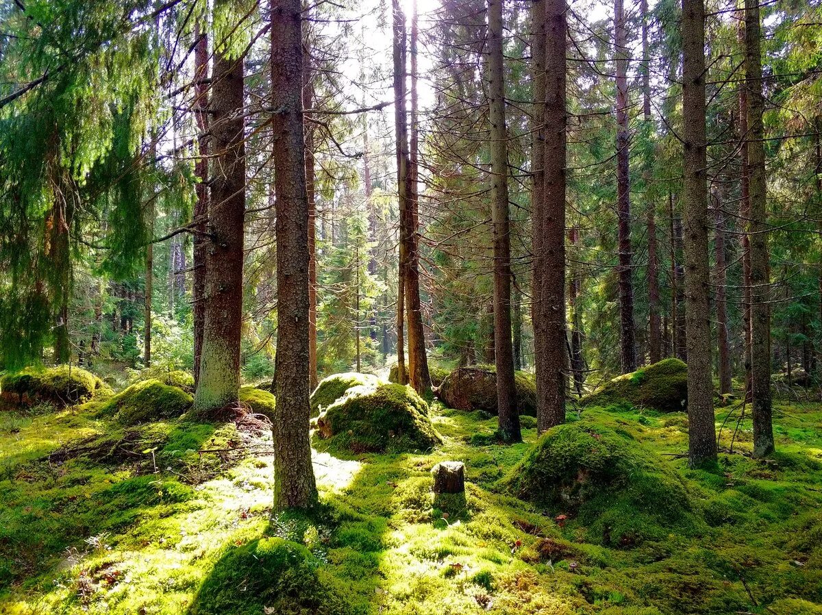 В отдельных местах леса где. Лес Монрепо в Выборге. Сосна Монрепо. Леса Ленинградской области Выборгского района. Соколинское Выборг лес.