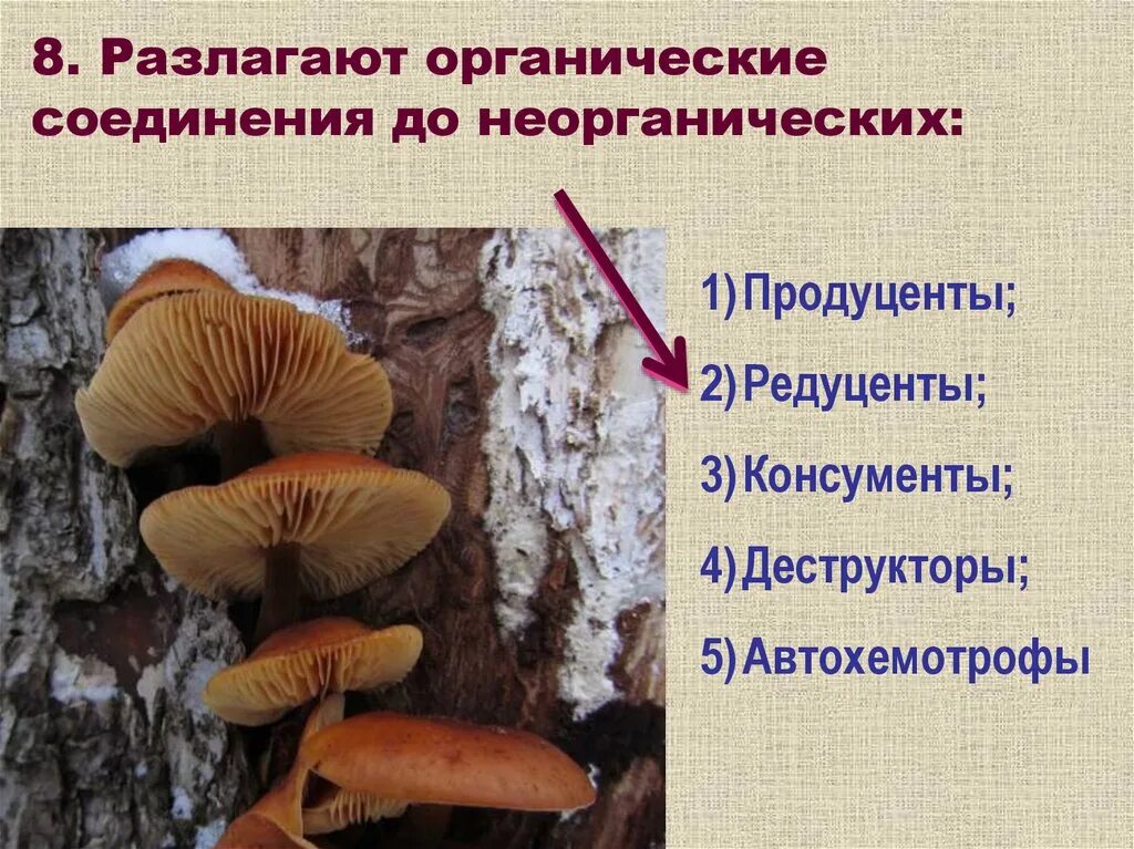 Гриб какой консумент. Трутовик консумент. Разлагают органические вещества до неорганических. Разлагают органические вещества консументы. Опёнок редуцент или консумент.