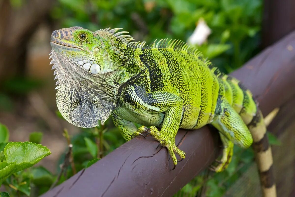 Жизнь игуан. Игуана зеленая обыкновенная. Зеленая игуана (Iguana Iguana). Ямайская кольцехвостая игуана. Ящерица зеленая игуана.