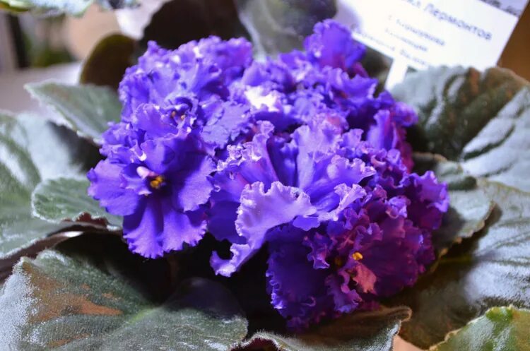 Ек подарок на рождество фиалка. Ек-расплетало лето косы фиалка. Фиалка подарок на рождество фото. Фиалка рождественский сюрприз. Фиалка crystal plum.