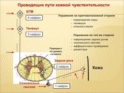 Кожный путь