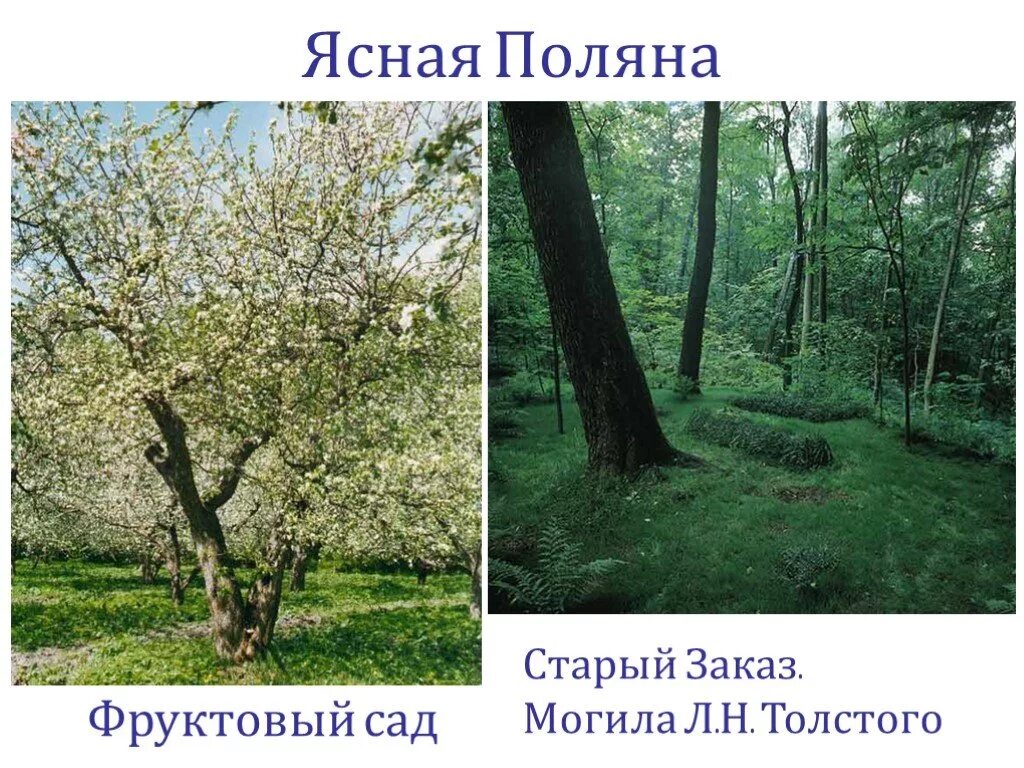 Старый заказ. Ясная поляна старый сад. старый заказ в ясной поляне.
