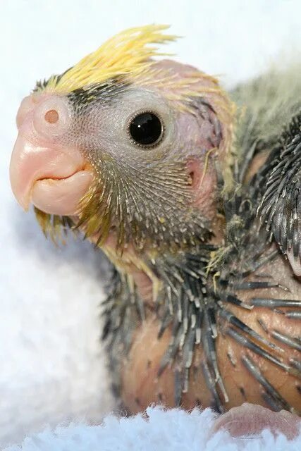 Где у птиц уши фото Answer: A few Natural History Challenges (ears, embryonic nutrition, and virgin