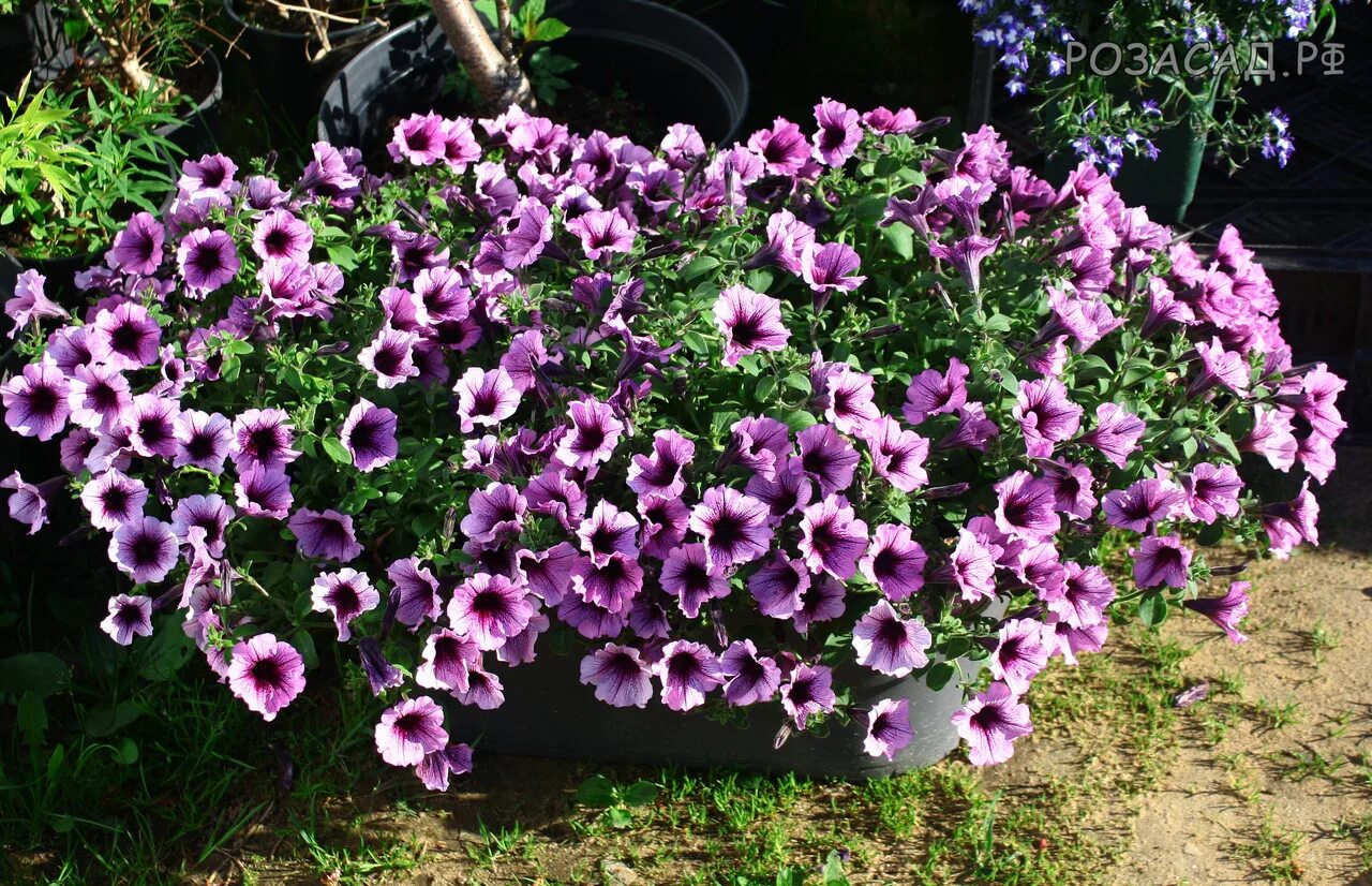Петуния shock wave deep purple. Петуния ампельная. Петуния fanfare purple vein. Петуния шок вейв дип перпл. Петуния ампельная и каскадная.
