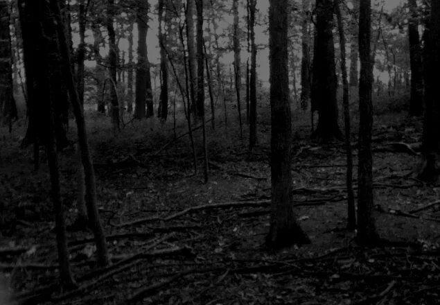 Мрачный серый лес. Темный черный лес. Мрачный лес. Черный черный в лесу было. Темные картинки.