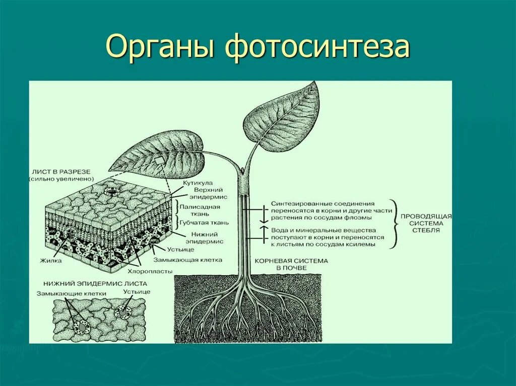 Какой орган растения выполняет функцию фотосинтеза