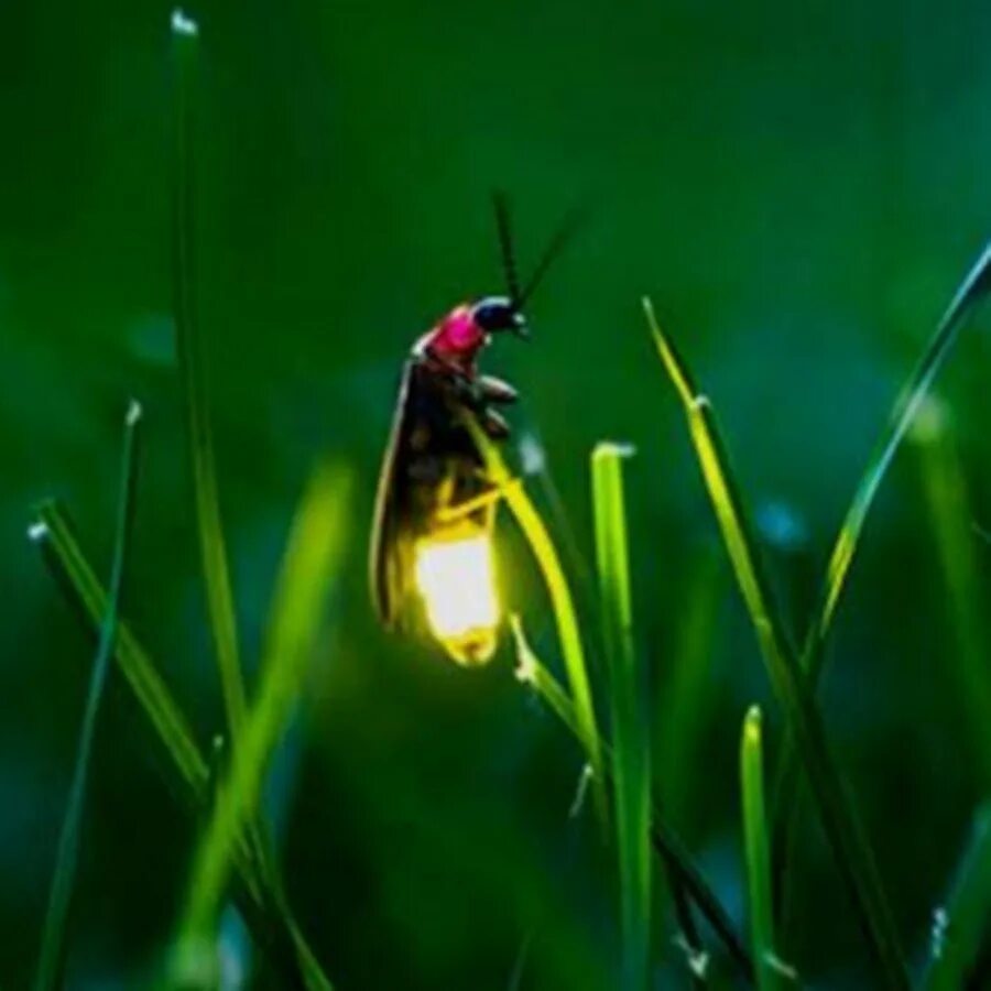 Уругвайский жук светлячок. Куала лумпур светлячки. Жук светляк. Светлячки летают. Светлячки летают.
