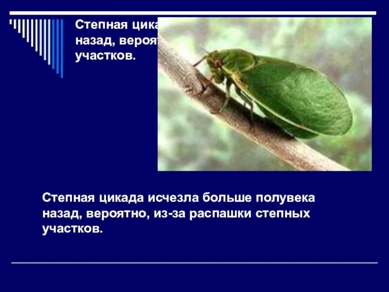 Цикада является многозначным словом. Степная цикада. цикада презентация. факты о цикаде. представители цикад.