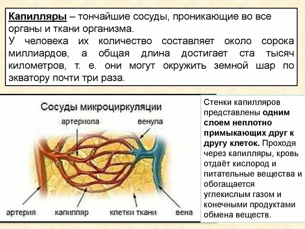 Капилляры тончайшие сосуды. Капилляры сосуда варфрейм