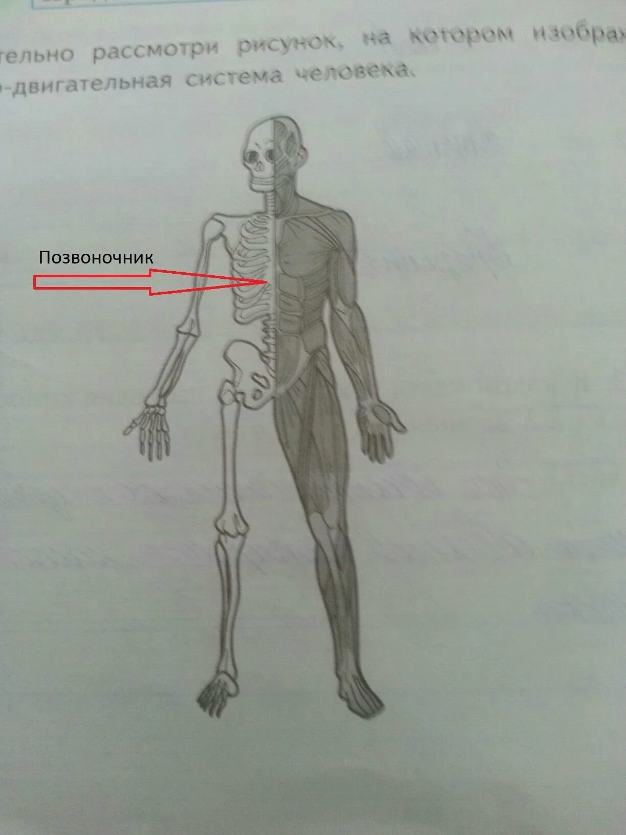 Рассмотри рисунок на котором изображен. Опорная система человека рисование. Значок опорно двигательный аппарат. Что указано на рисунке стрелкой?. Запиши в строке ответа из чего состоит эта система.