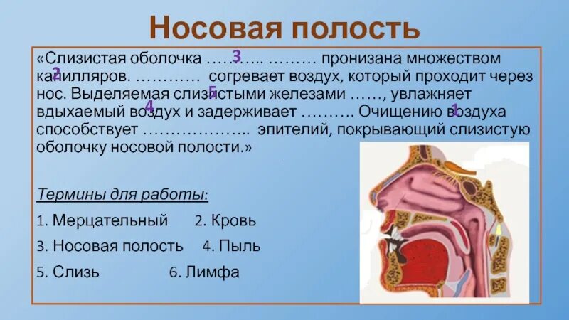 Слизистая оболочка носовой полости образована тканью. Оболочки носовой полости оболочки. Носовая полость. Строение носовой полости.