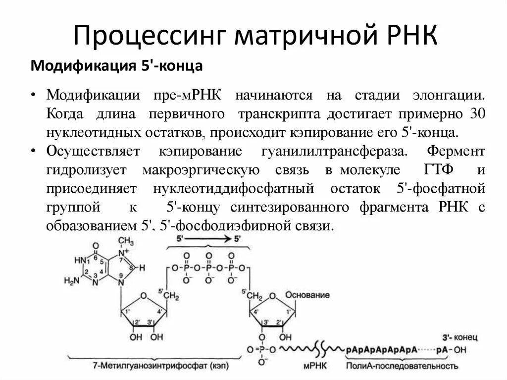 Матричная днк начинается. Первичная структура матричной РНК. Матричная и информационная РНК. Роль матричной РНК. Процессинг биохимия.