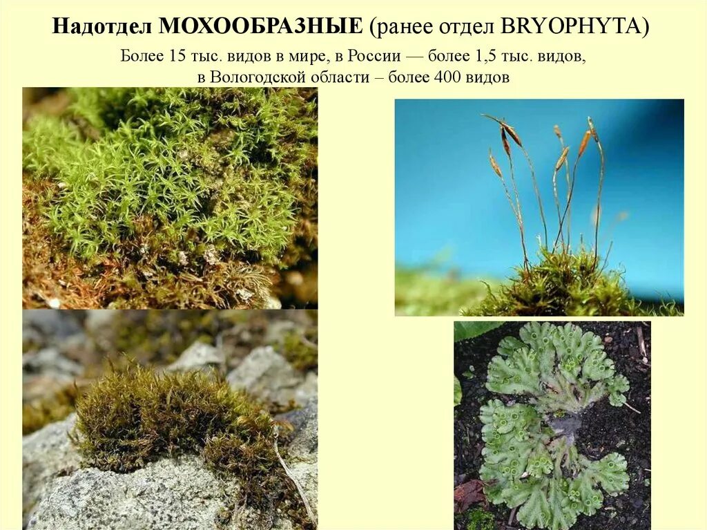 Надотдел мохообразные. Систематика мохообразных. Мохообразные высшие или низшие. Отдел мохообразные.