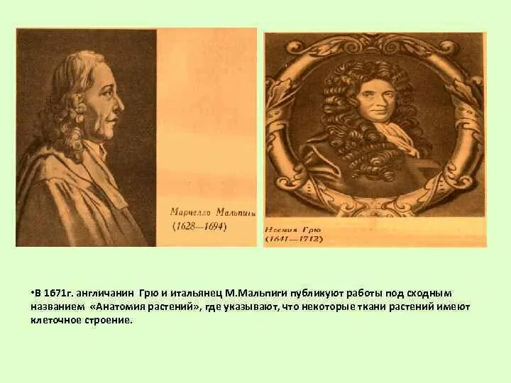 Эксперимент мальпиги. Эксперимент мальпиги