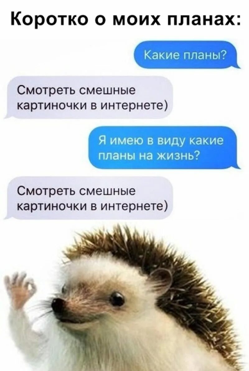 Какие планы на сегодня что ответить. Прикольный план. план прикол. планирование прикол. смешные планы на жизнь.