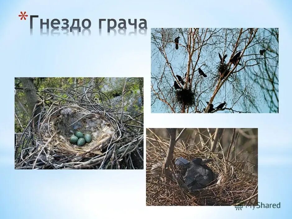 Гнездо перелетных птиц. Птицы и их гнезда. Гнезда разных птиц. Гнездо птицы для детей. Гнездо перелетных птиц.