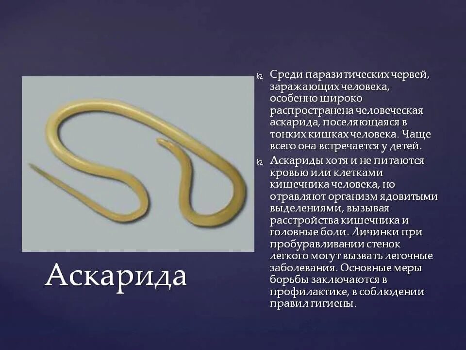 Паразиты черви аскариды. Вид гельминта аскаридоз.