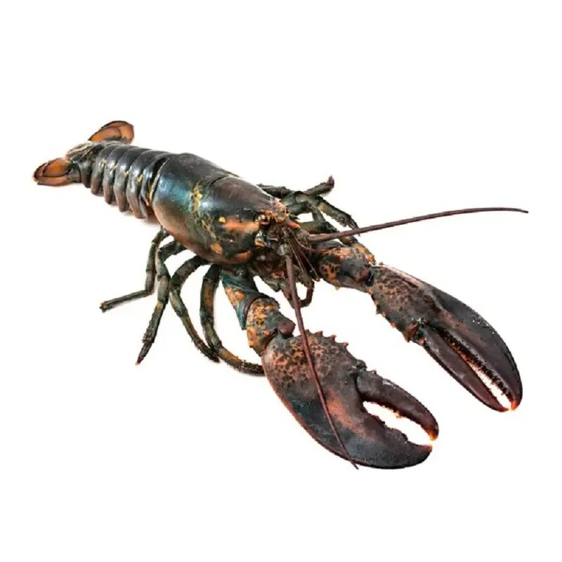 14lb lobster caught (& released) in Bermuda :) Big animals, Lobster, Mini pigs