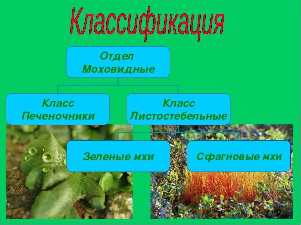 Группа растений моховидные. Отдел Моховидные классификация. Презентация отдел мохообразные. Отдел Моховидные систематика. Отдел мхи.
