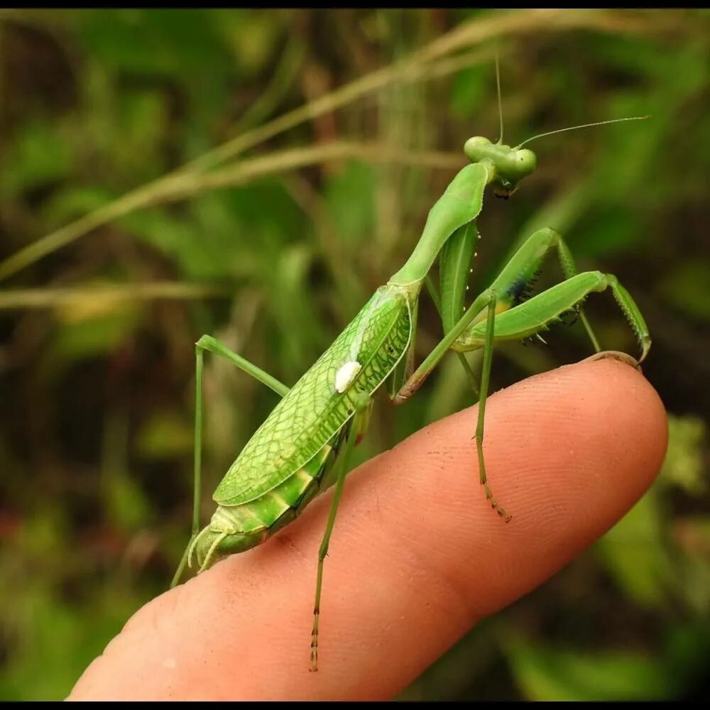 Богомол чертополоховый. Богомолы спб. Императорский богомол. Подмосковный богомол. Богомолы спб.