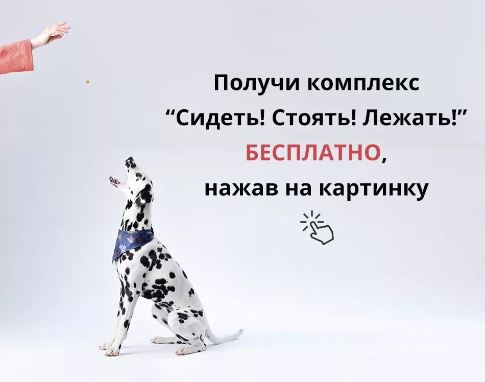 Команда сидеть для собаки. Научить собаку команде сидеть. Научить щенка команде сидеть. Как научить собаку команде Ле. Команды сидеть лежать