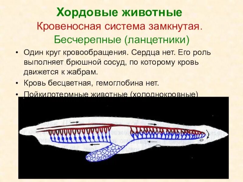 Животное имеет один круг кровообращения. Бесчерепные ланцетник. Класс Ланцетники кровеносная система. Кровеносная система система ланцетника. Строение кровеносной системы хордовых животных.