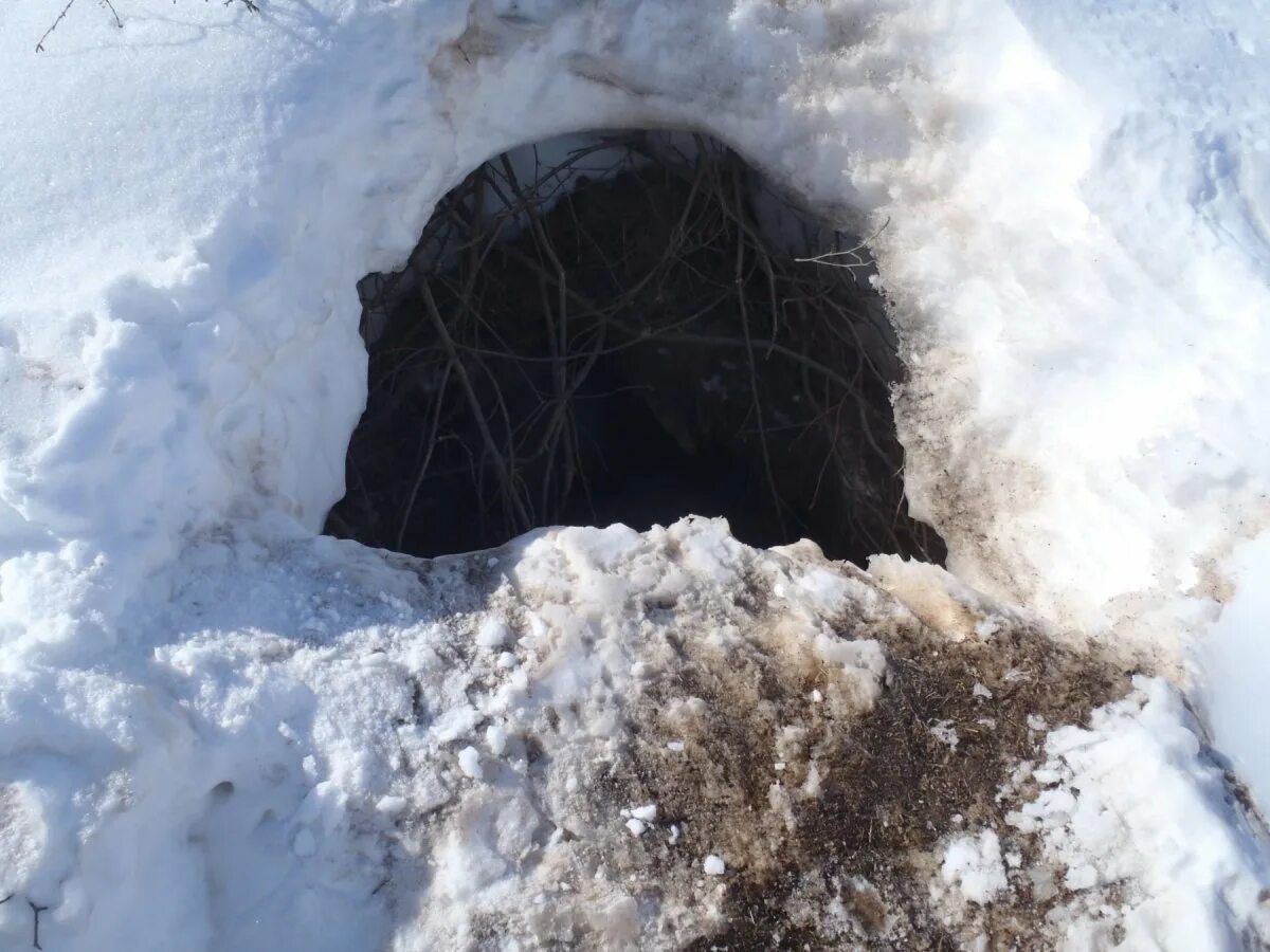 Медвежья берлога. Медвежья берлога изнутри. Медведь зимой в берлоге. Берлога фото. Берлога бурого медведя изнутри.