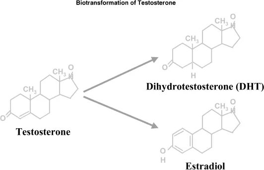 Дигидротестостерон эстрадиол. Дигидротестостерон схема. Эстрадиол и тестостерон. Дигидротестостерон Синтез.
