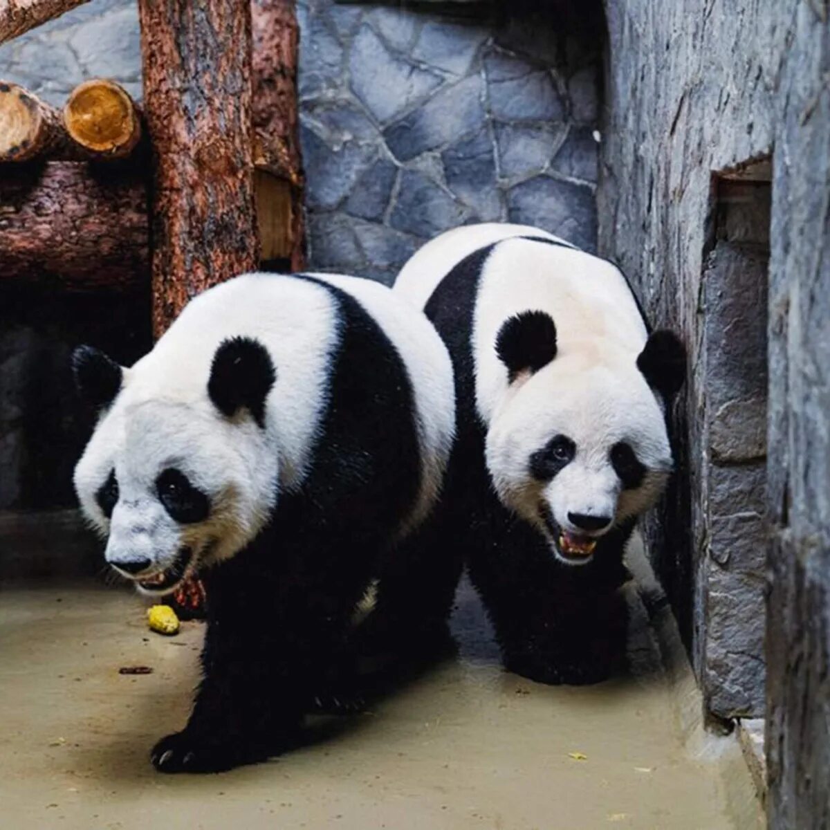 Московская панда с детенышем. Панда в Московском зоопарке. Панда в Московском зоопарке 2023. Панда в зоопарке Москвы. Панда с детёнышем.