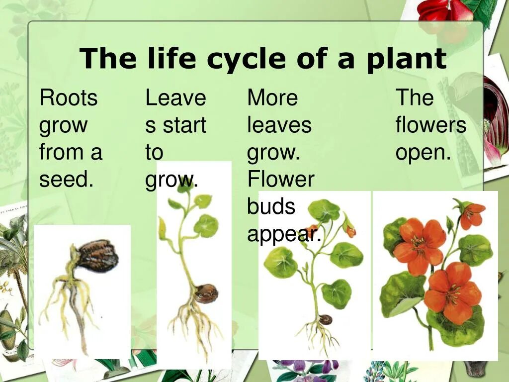 Plant Life Cycle. Flower Life Cycle. Life Cycle of open-seeded Plants. Higher Plant Life Cycle. Plant cycle