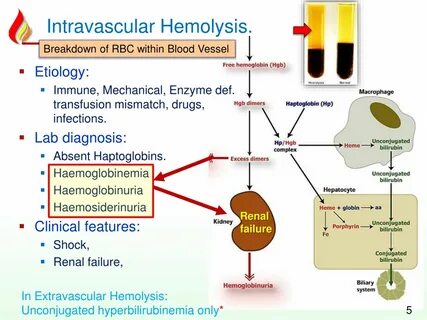Объясните значение тэ и производящих основ haemolysis