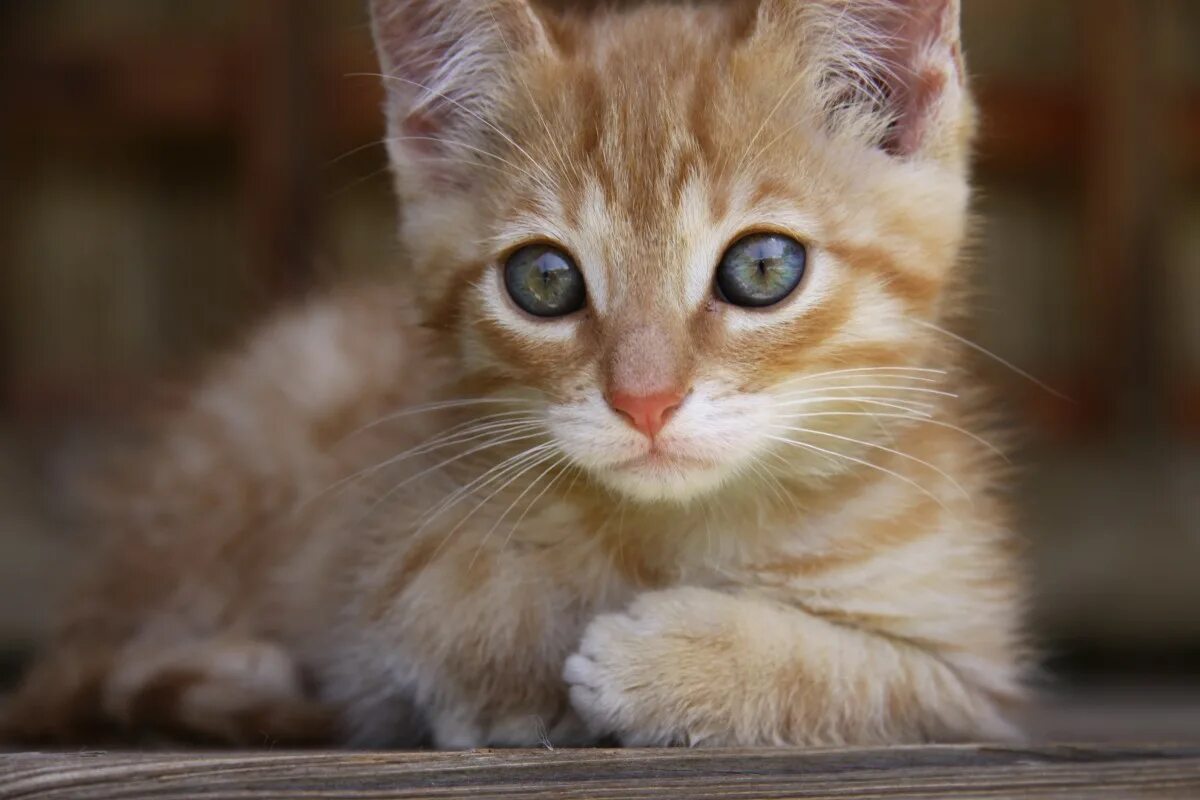 Глаза маленьких котят. Рыжий котёнок. рыжие коты. рыжий котенок с голубыми глазами. рыжий кот с голубыми глазами.