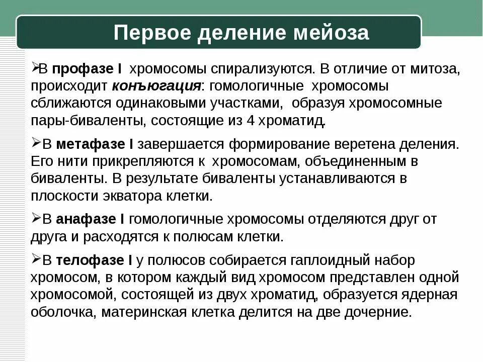 Результат профазы 1. Первое деление мейоза. 1 Мейотическое деление. Профаза 1 деления мейоза. Мейоз 1 деление.