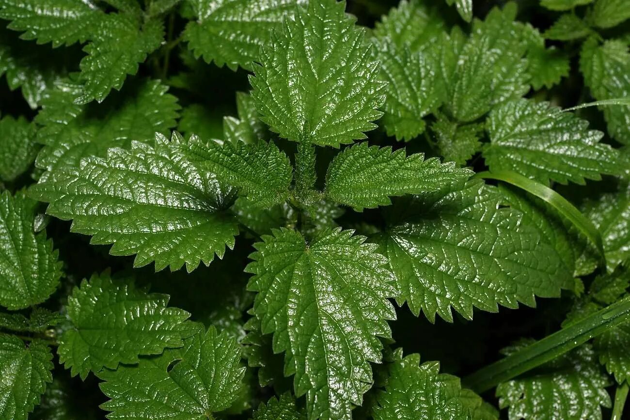 Особенности крапивы. Крапива двудомная. Крапива двудомная (Urtica dioica). Крапива двудомная (Urtíca dióica). Крапива Киевская.