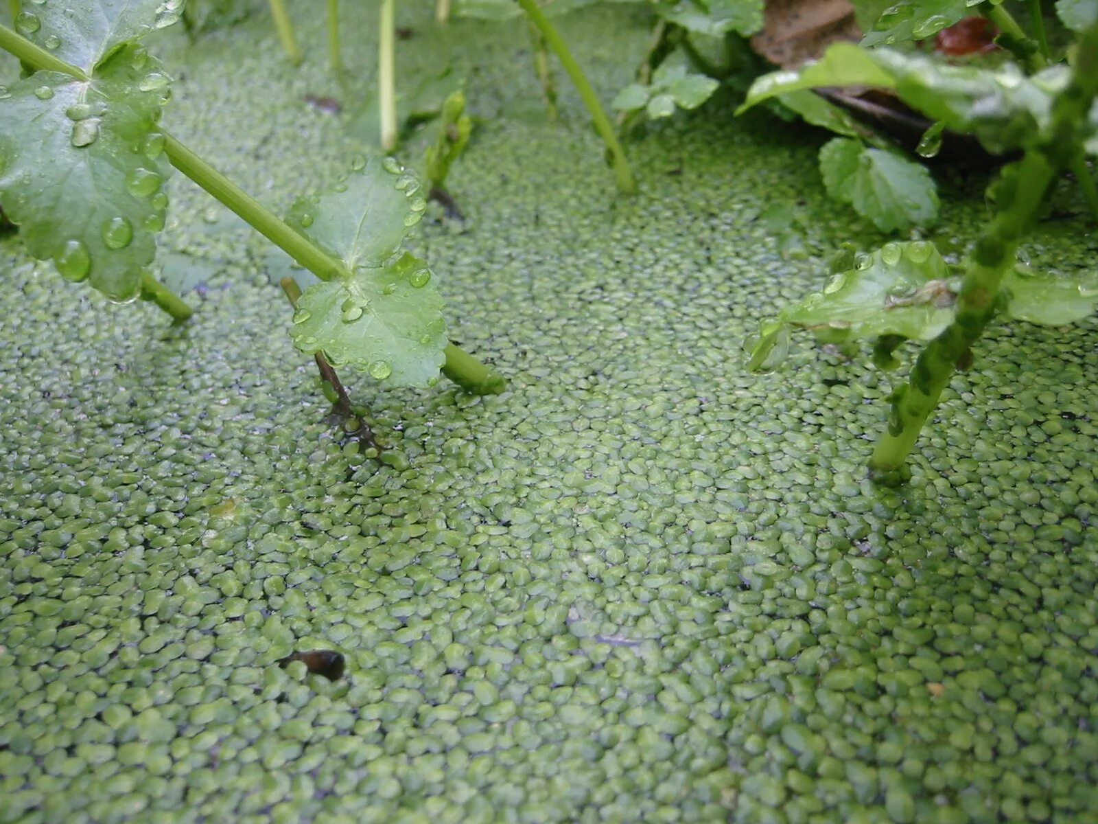 Маленькие водоросли. Ряска (Lemna). Ряска Болотная. Ряска малая Lemna Minor. Ряска это гидрофит.