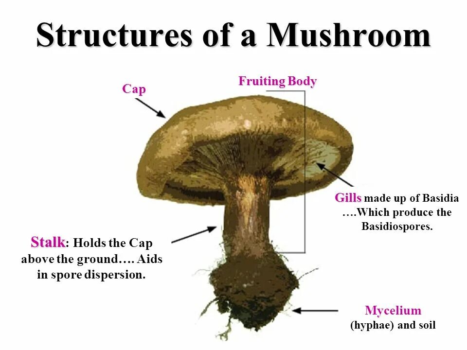 Mushroom structure. Mushroom Parts. Fruiting body Mushroom. The structure of the cap Mushroom. Mushroom глагол