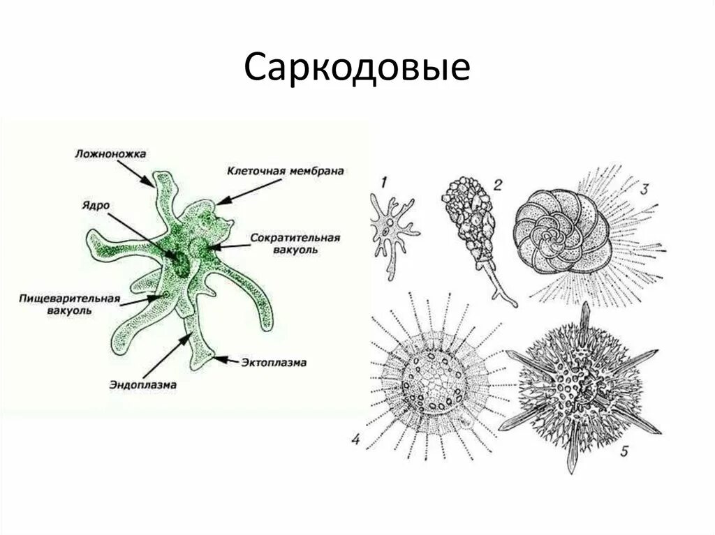 Представители класса Саркодовые корненожки. Тип простейшие protozoa класс Саркодовые Sarcodina. Класс Саркодовые строение. Тип Саркодовые корненожки. Значение групп простейших