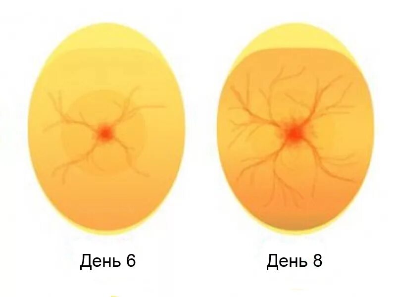 Развитие в яйце по дням фото. Овоскопирование гусиных яиц. Овоскопирование утиных яиц. Овоскопирование гусиных яиц в инкубаторе. Овоскопирование индюшиных яиц.