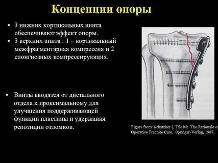 Проксимально дистальный градиент это