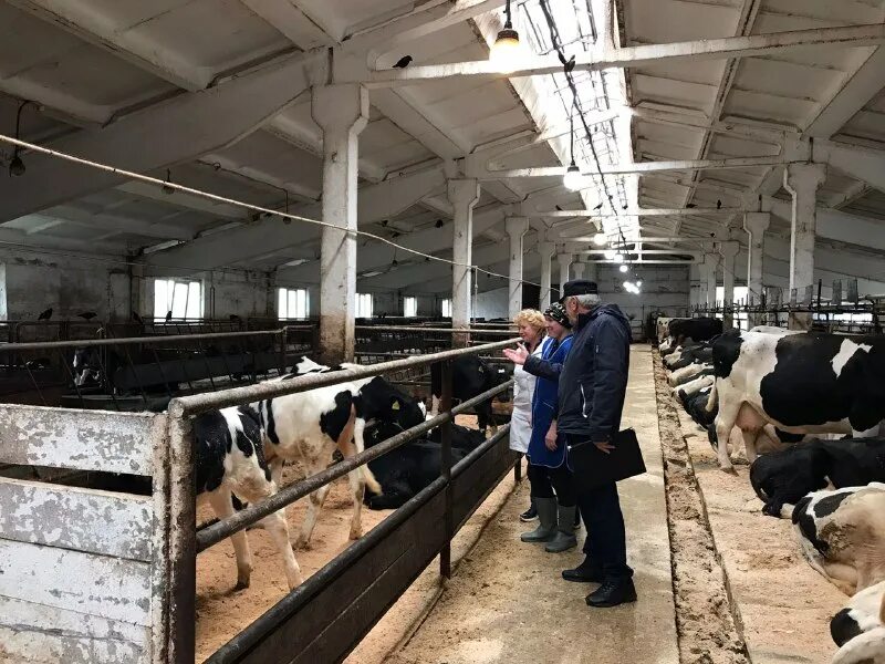 Спк пригородное ирбитский. Ооо спк пригородный. Спк пригородное ирбитский. Совхоз пригородный парголово. Спк пригородный.