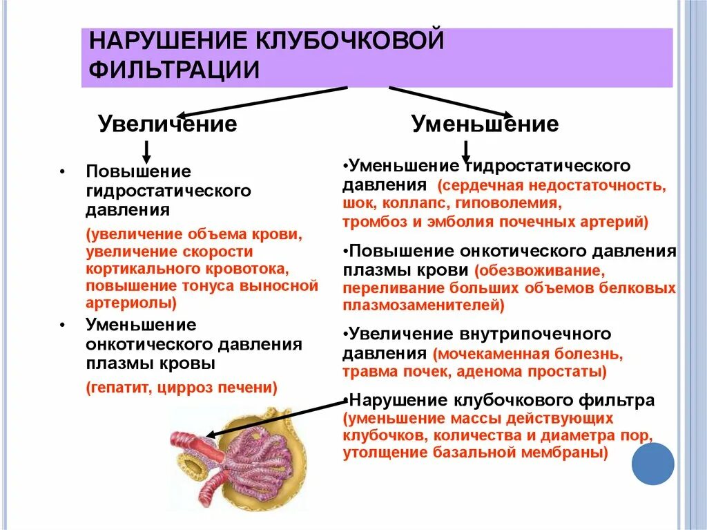 Каковы основные нарушения работы почек. Механизм нарушения фильтрации в почках. Нарушение фильтрационной функции почек. Механизм нарушения клубочковой фильтрации почек. Патогенез нарушения клубочковой фильтрации.