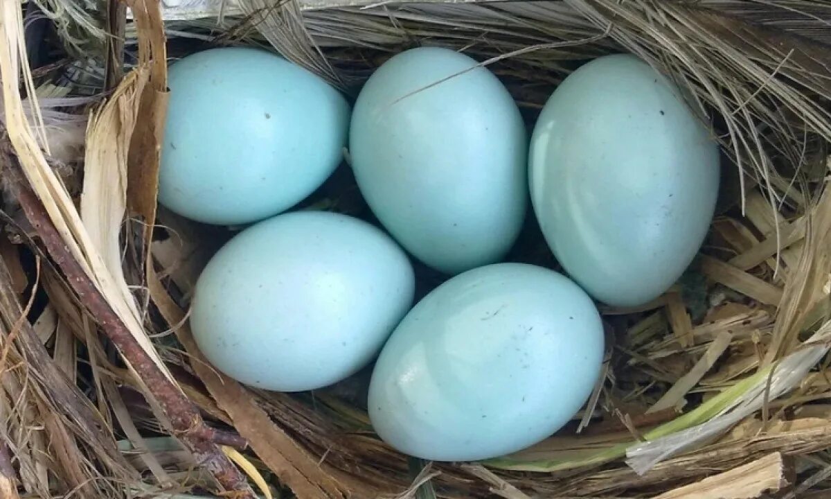 Какого цвета яйца птиц. Яйца утки Араукана. Амераукана яйца. Куры Амераукана голубая. Легбар яйцо.