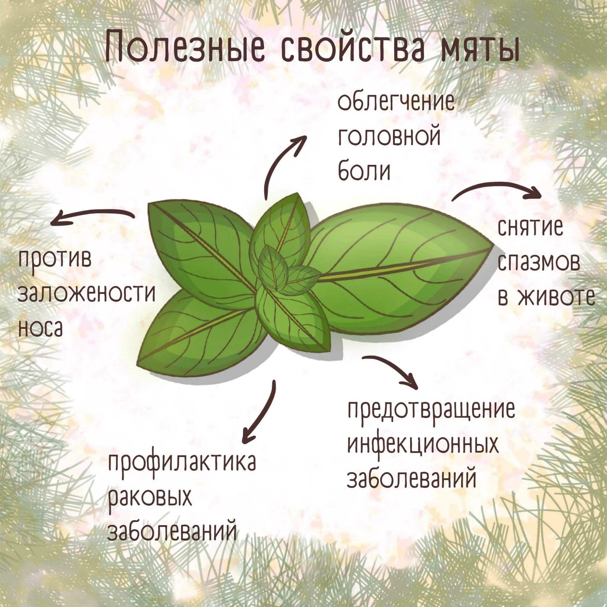 Мята польза для человека. Свойства мяты. Лекарственные свойства мяты. Факты о мяте. Mentha piperita интересные факты.