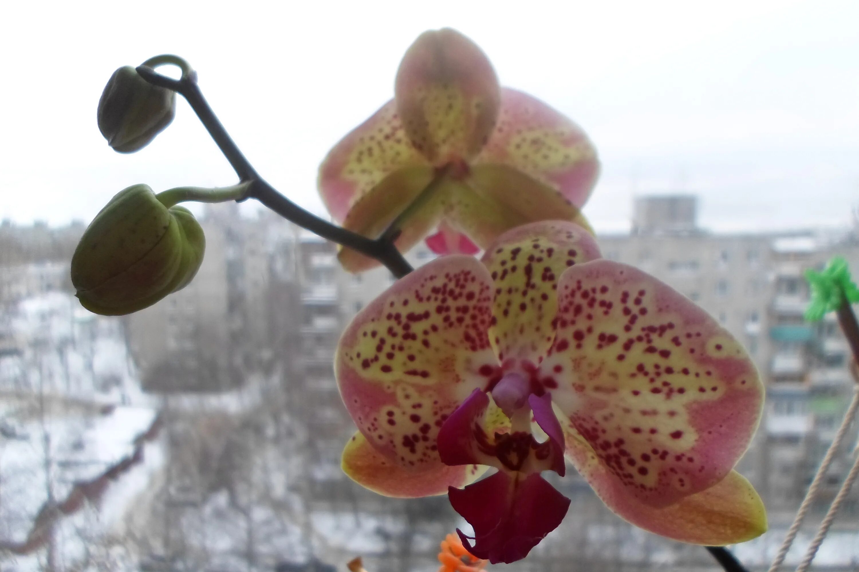 Фаленопсис Wild Peach: дикая персиковая элегантность Планета земля Фотогалерея п
