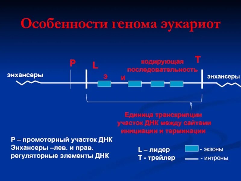 Транскрипция у эукариот последовательность. Энхансеры и сайленсеры у эукариот. энхансер днк. инициация транскрипции у эукариот. транскрипция экзоны и интроны.