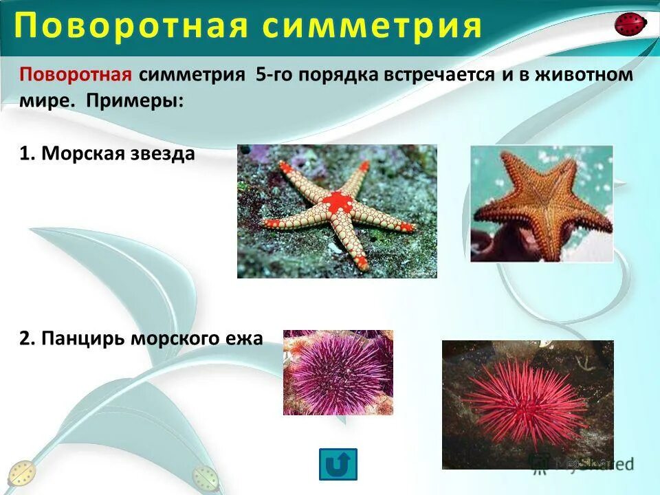 Лучевая симметрия встречается у. Лучевая симметрия в природе. Лучевая симметрия встречается у. Лучевая симметрия встречается у. Симметрия тела актинии.