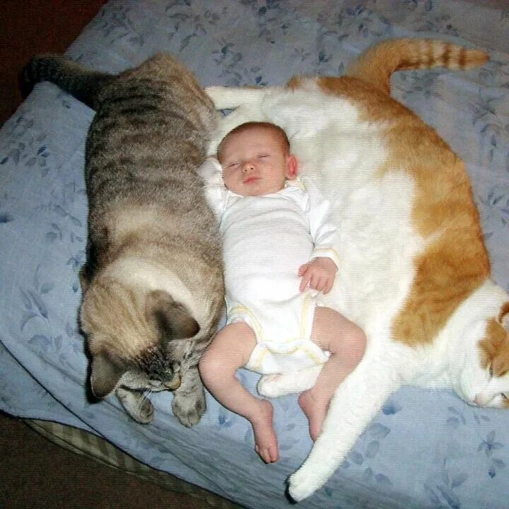 Малыш и его коты. Дети и коты. кошка для детей. дети и кошки смешное. кот и младенец.