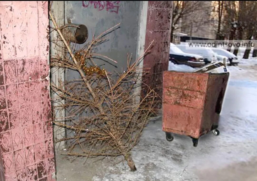 Новогодняя елка высохла. Выброшенные елки после нового года. Сухая елка. Выносит елку. Елка осыпалась.